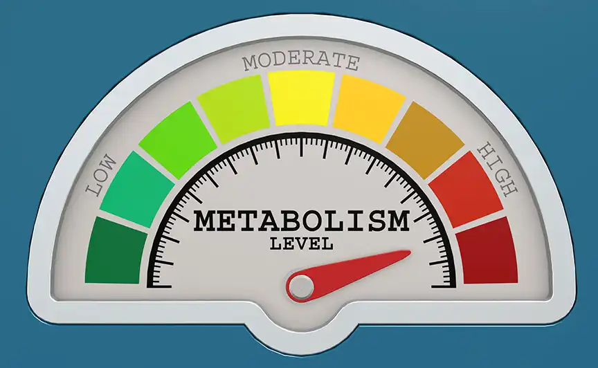 Metabolism graphic